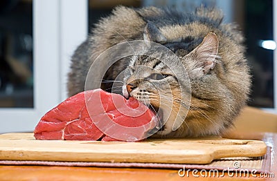 Cat eating piece of meat