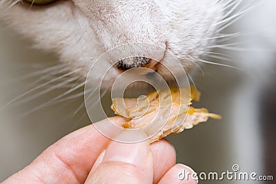 Cat Eating Snack