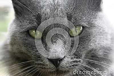 Cat face close - up