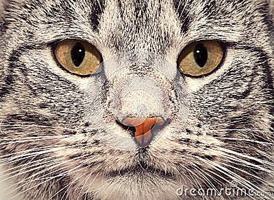 Cat face close up portrait