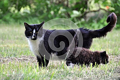Cat family walking together on grass