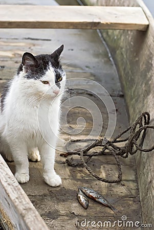 Cat in fishing boat