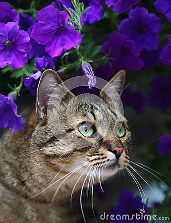 Cat in flowers.