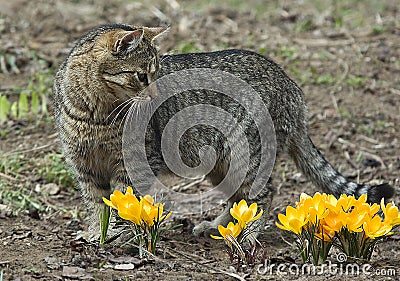 Cat and flowers