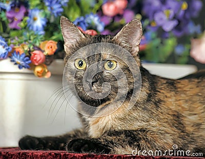 Cat with flowers