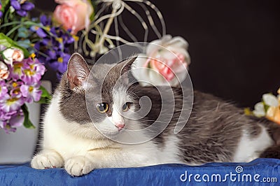 Cat with flowers