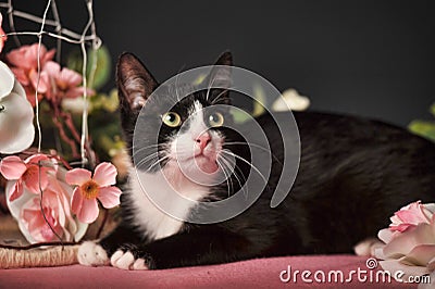 Cat among the flowers