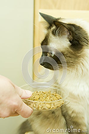 Cat with food