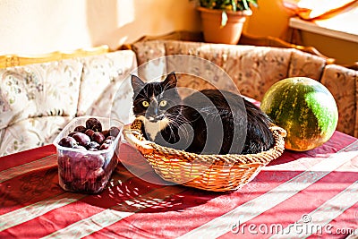 Cat and fruits basket on the table