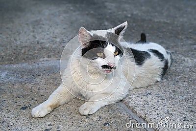 Cat with funny mustache