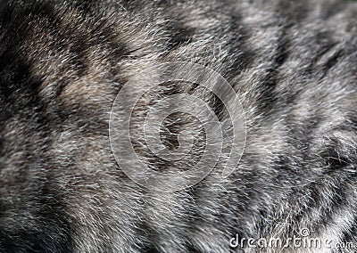 Cat fur texture