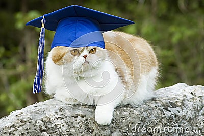 Cat with Graduation Hat