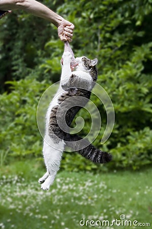 Cat hanging on a raw turkey leg