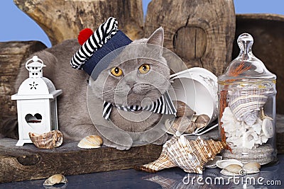 Cat in the hat sailor