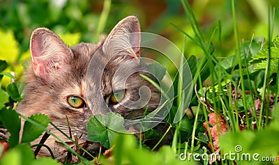 Cat hiding in green grass