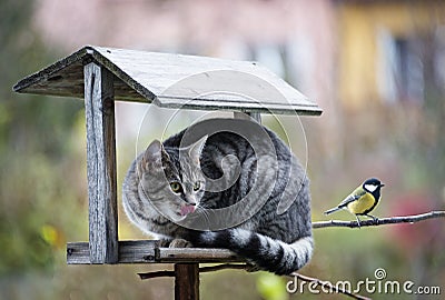 Cat hunting a bird