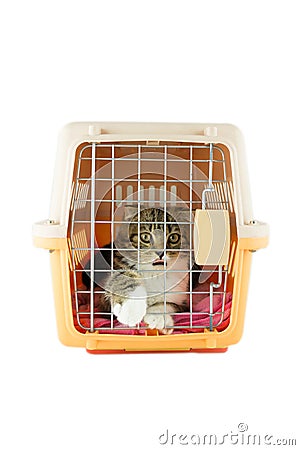 Cat inside a cat carrier box