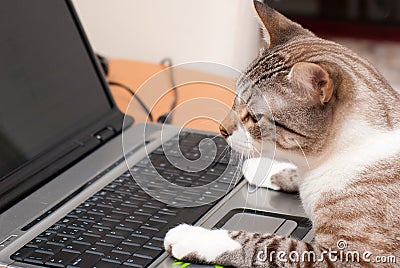 Cat and laptop keyboard