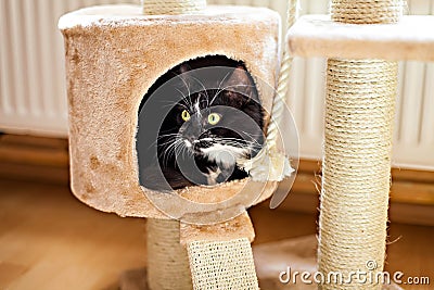 Cat laying in box on the scratching post