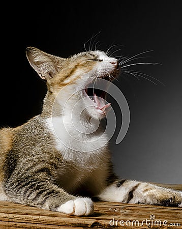 Cat laying on table top and yawning.