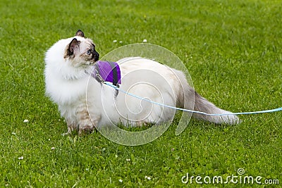 Cat on a leash