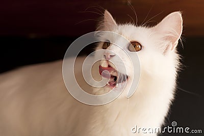 Cat licking its mouth