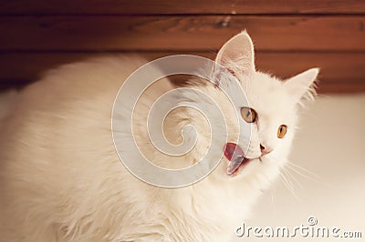 Cat licking its mouth