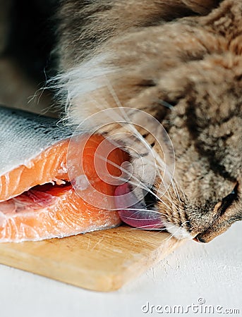 Cat licking piece of fish