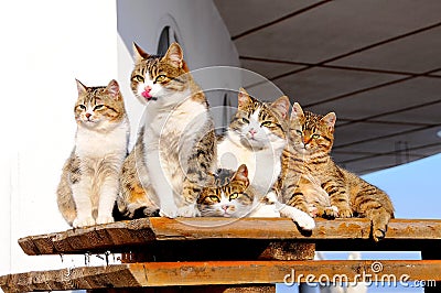 Cat-like family