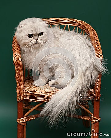 Cat. Long-haired Scottish fold.