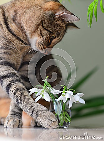 Cat loves snowdrops