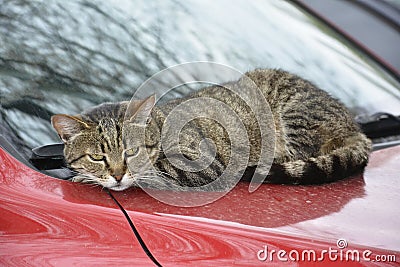 Cat lying on car