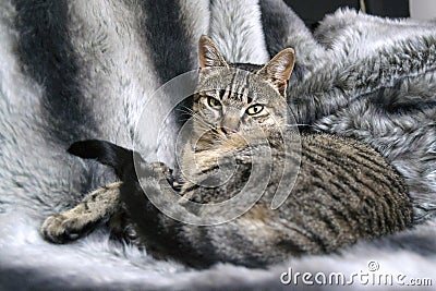 Cat lying on fur blanket