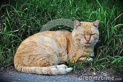 Cat lying in the long green grass
