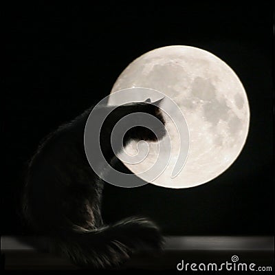 Cat On the Moon