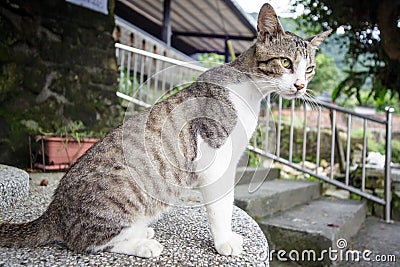 Cat with nice background