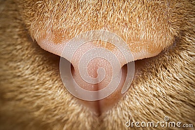 Cat Nose Closeup Macro