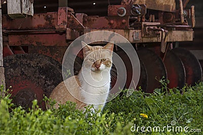 Cat by old rusty disk