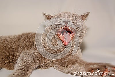 Cat with open mouth