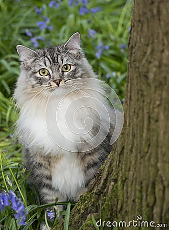 Cat peeking behind tree