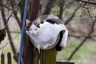 Cat Perched on Country Fence