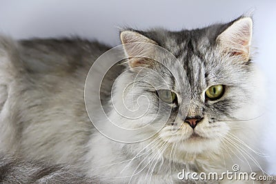 Cat persian
