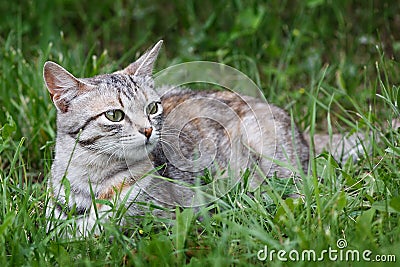 Cat playing in green grass at park.