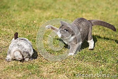 Cat playing with a rabbit