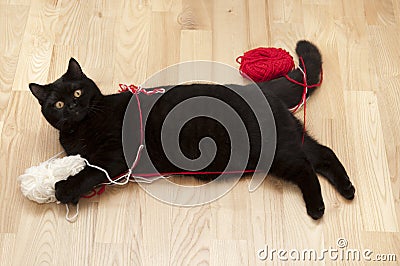 Cat Playing with Threads