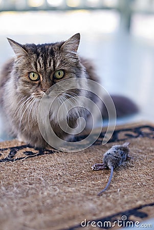 Cat presenting dead mouse to family