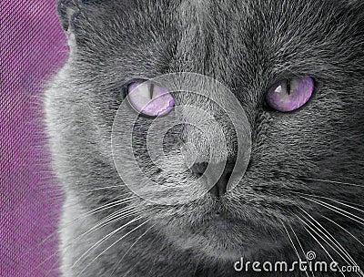 purple eyes cat intense background