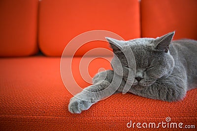 Cat relaxing on the couch.