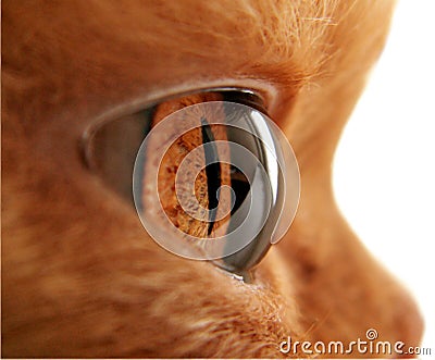 Cat s eye