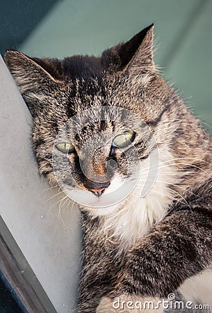 Close-up of a cat head 3